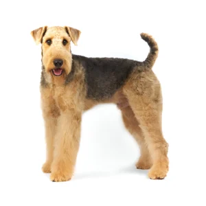 Airedale Terrier Dog Breed