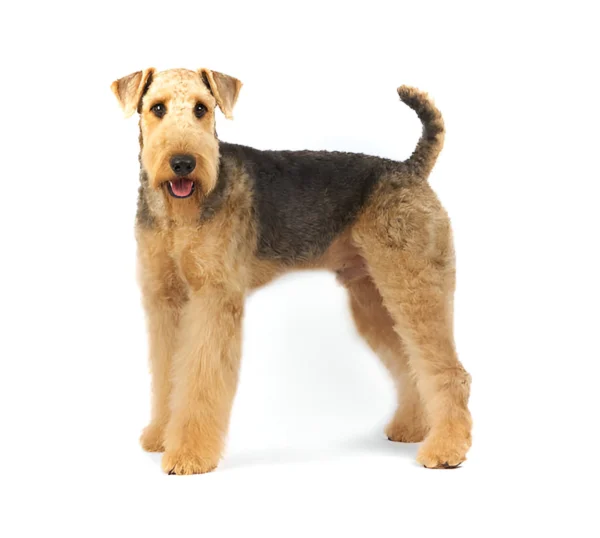 Airedale Terrier Dog Breed