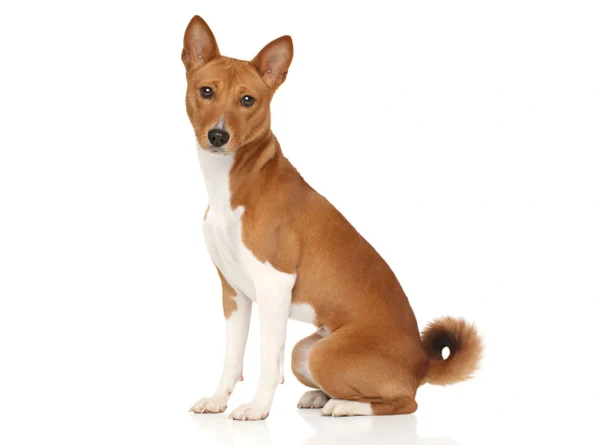 Basenji Dog Breed