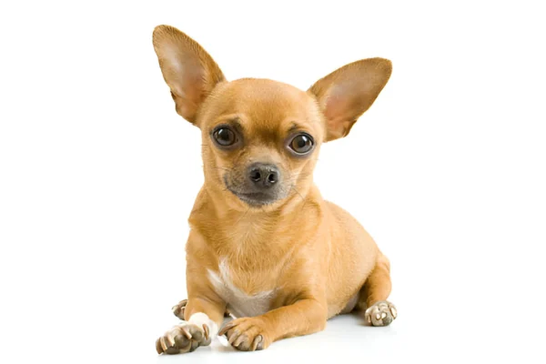 Chihuahua Dog Breed