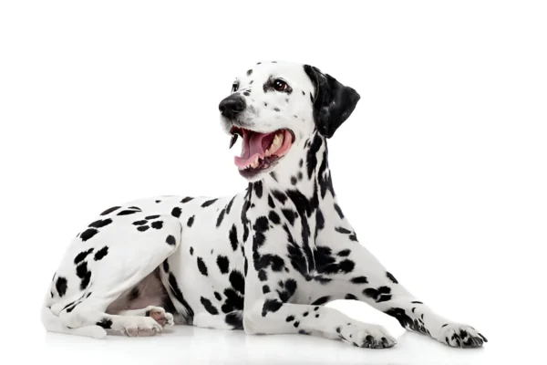 dalmatian dog breed