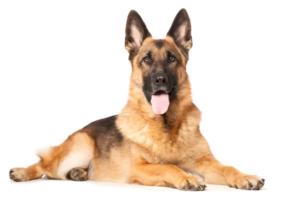 german shepherd dog breed