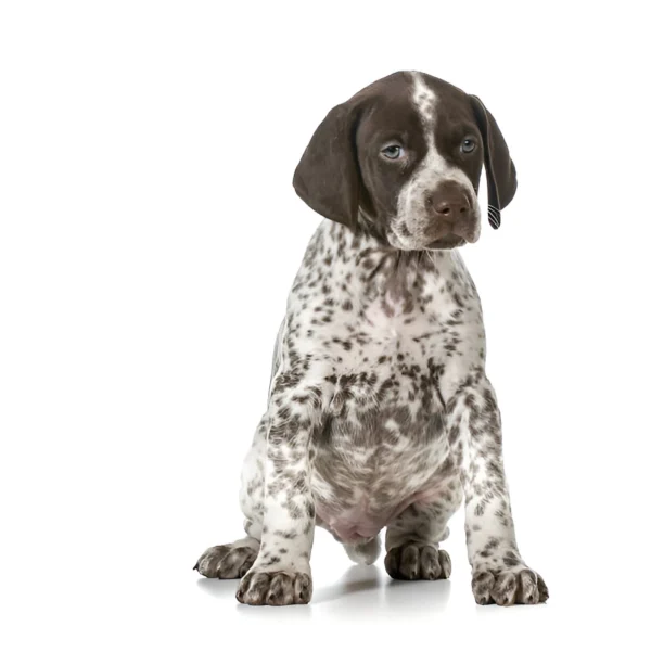 german shorthaired pointer dog breed