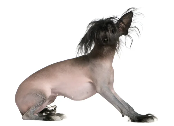 hairless chinese crested dog breed