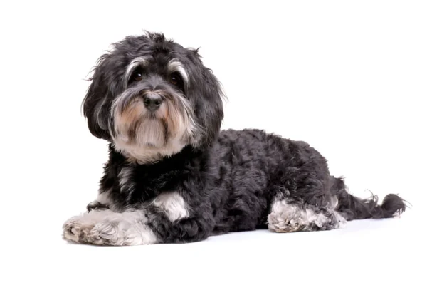 havanese dog breed