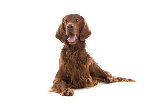 irish setter dog breed