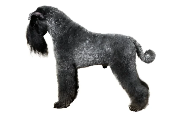 kerry blue terrier dog breed