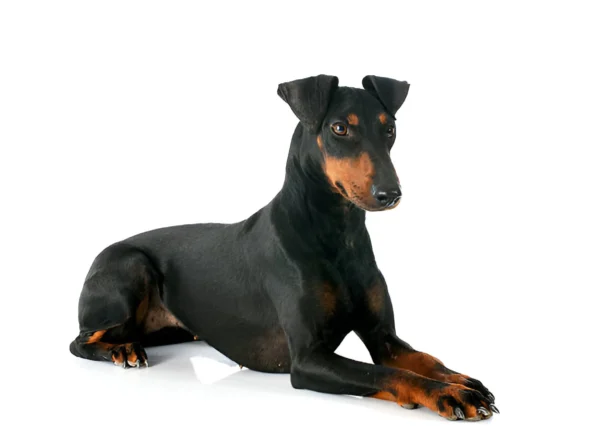 manchester terrier dog breed