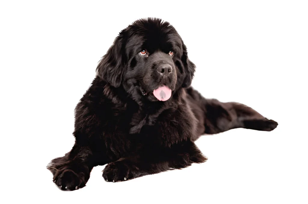 newfoundland dog breed