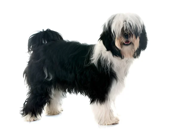 tibetan terrier dog breed