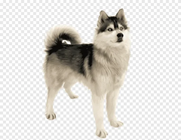 utonagan dog breed