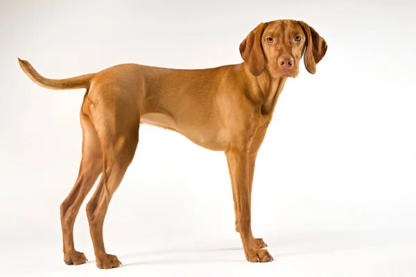 vizsla dog breed