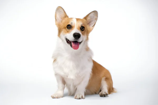 welsh corgi cardigan dog breed