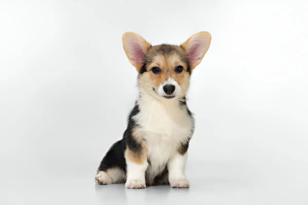 welsh corgi pembroke dog breed