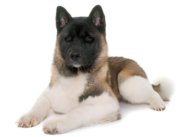 Akita Dog Breed