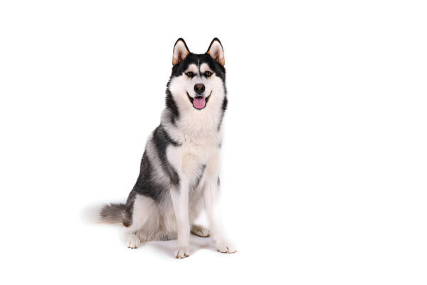 Alaskan Malamute Dog Breed