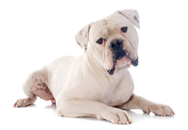 American Bulldog Breed