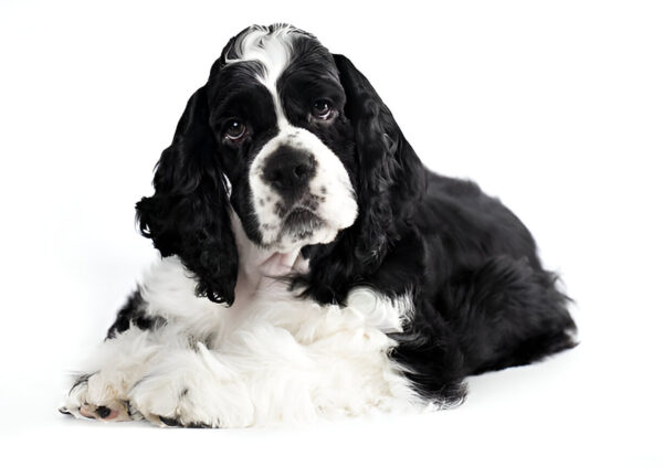 American Cocker Spaniel Dog Breed