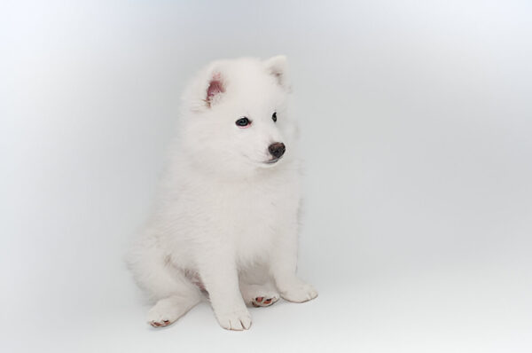 American Eskimo Dog Breed