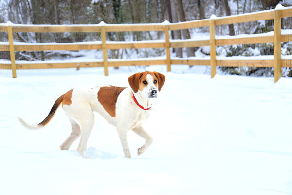 American Foxhound Dog Breed