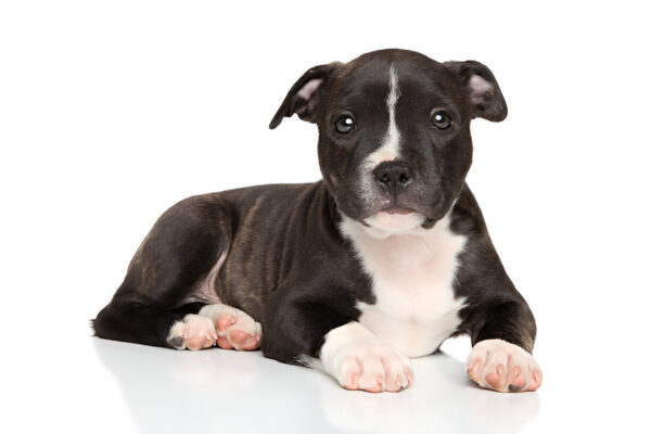 American Staffordshire Terrier Dog Breed