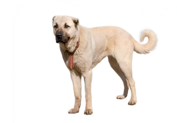 Anatolian Shepherd Dog Breed