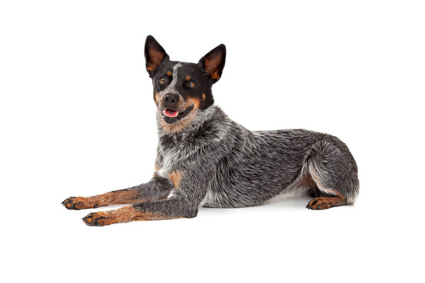 Australian Cattle Dog Breed