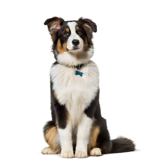 Australian Shepherd