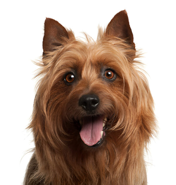 Australian Terrier Dog Breed