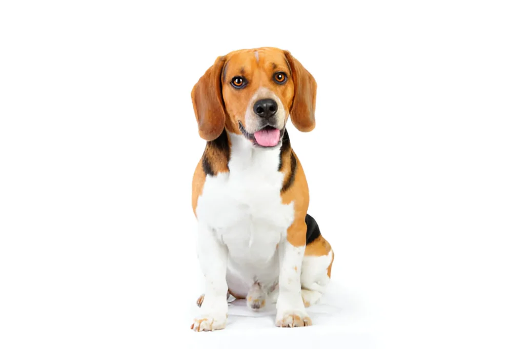 Beagle Dog Breed