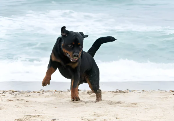 Beauceron Dog Breed