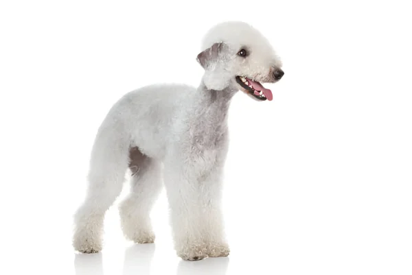 Bedlington Terrier Dog Breed