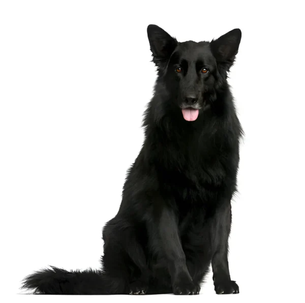 Belgian Shepherd Groenendael Dog Breed