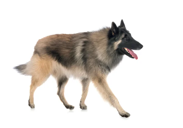 Belgian Shepherd Tervuren Dog Breed