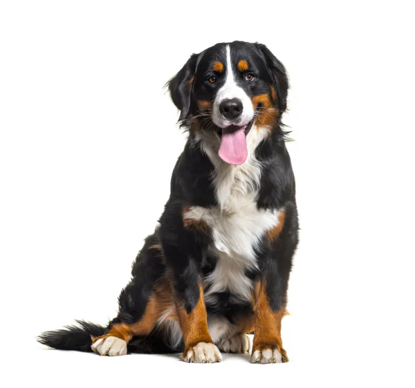 Bernese Mountain Dog Breed