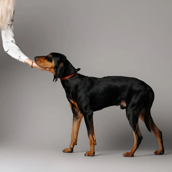 Black and Tan Coonhound Dog Breed