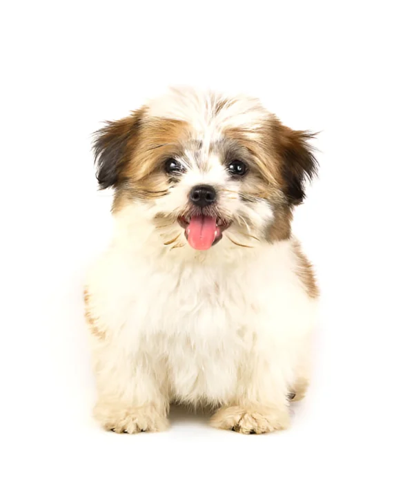 Blognese Dog Breed