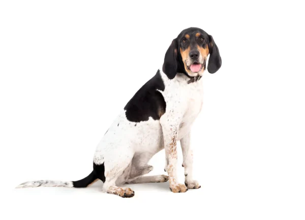 Bluetick Coonhound Dog Breed