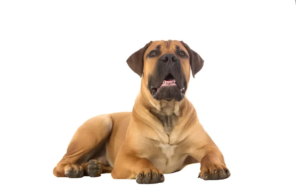 Boerboel Dog Breed