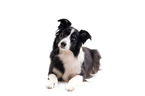 Border Collie Dog Breed