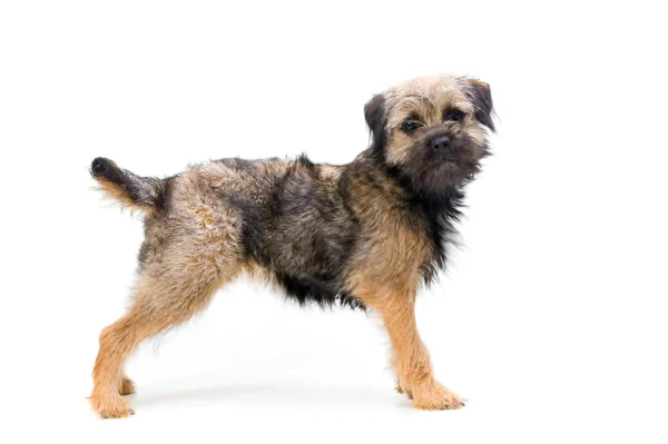 Border Terrier Dog Breed