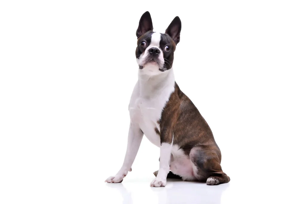 Boston Terrier Dog Breed