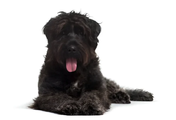 Bouvier Des Flandres Dog Breed