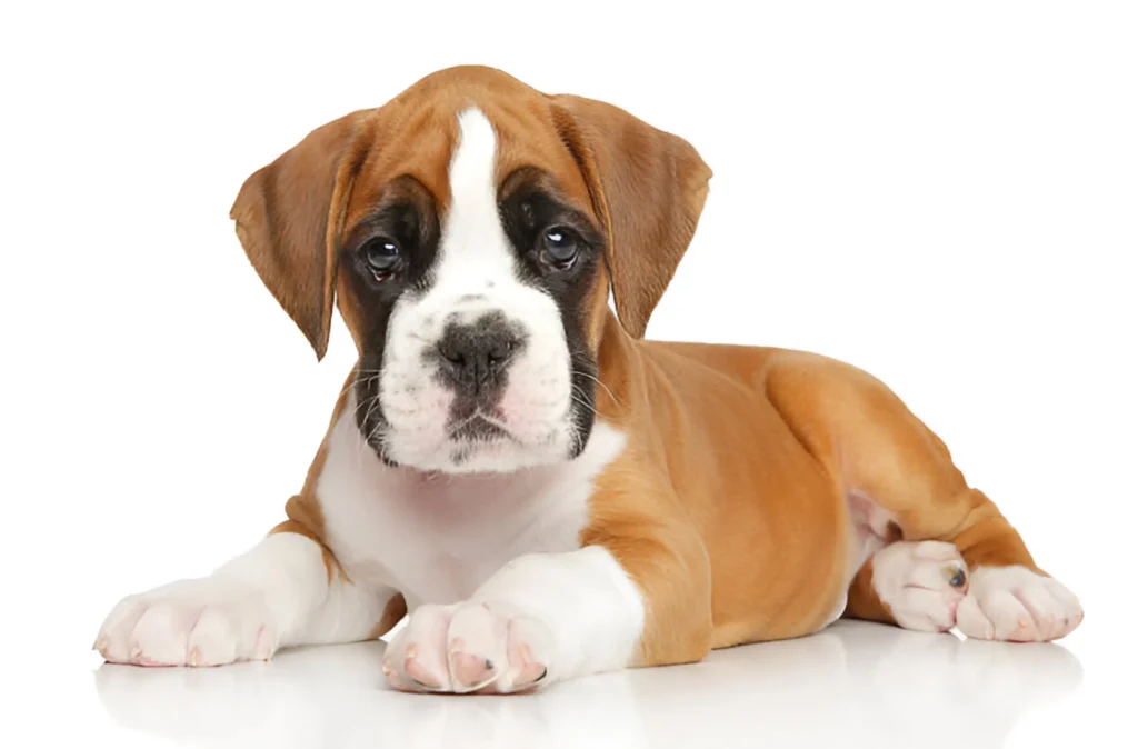 Boxer Dog Breed