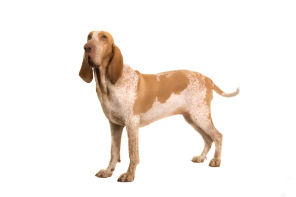 Bracco Italiano Dog Breed