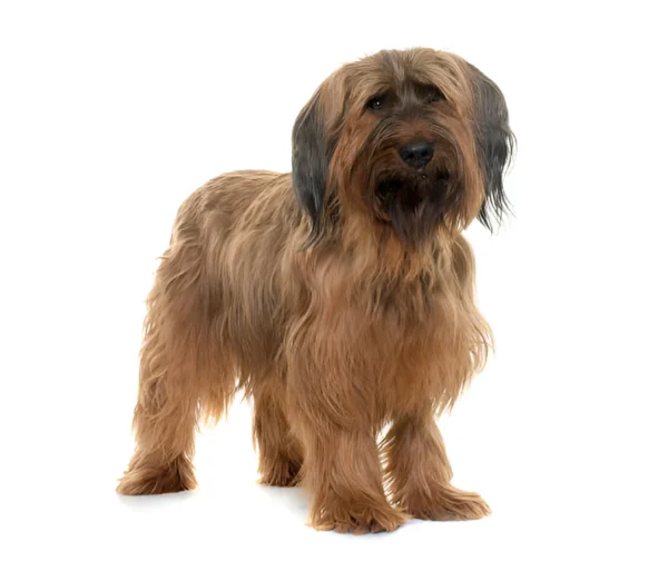 Briard Dog Breed