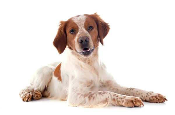 Brittany Dog Breed