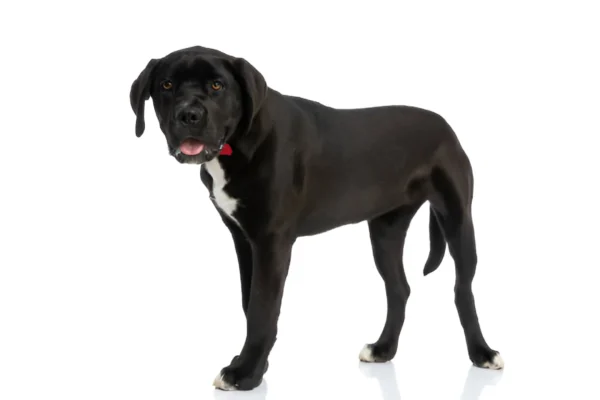 Cane Corso Dog Breed