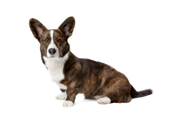 Cardigan Welsh Corgi