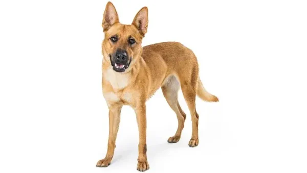 Carolina Dog Breed